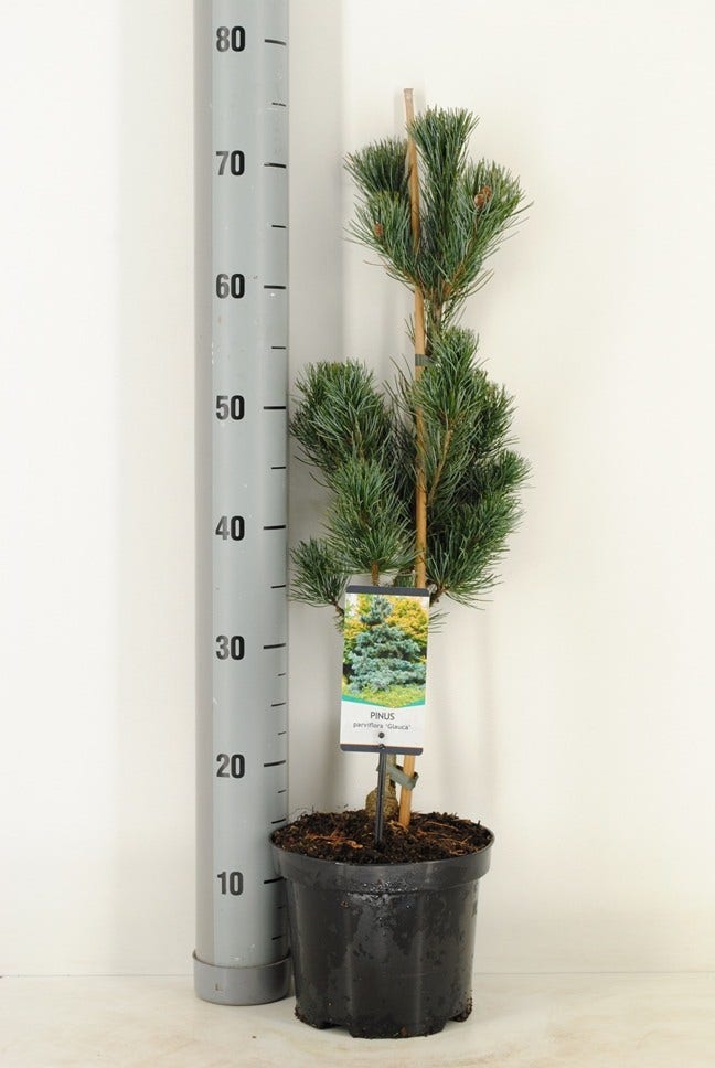  Blauwe Japanse Den (Pinus Parviflora 'Glauca') 