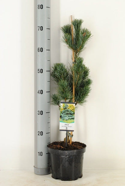  Blauwe Japanse Den (Pinus Parviflora 'Glauca') 