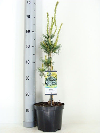  Blauwe Japanse Den (Pinus Parviflora 'Glauca') 