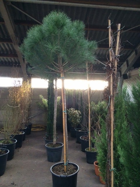  Parasolden Op Stam (Pinus Pinea)