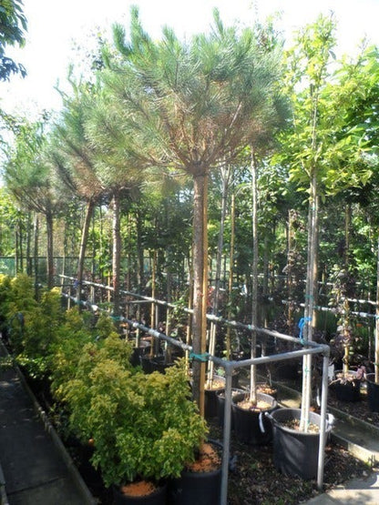  Parasolden Op Stam (Pinus Pinea)