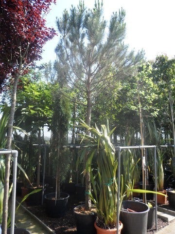  Parasolden Op Stam (Pinus Pinea)