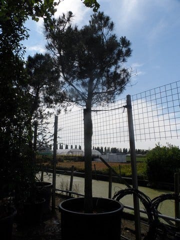  Parasolden Op Stam (Pinus Pinea)