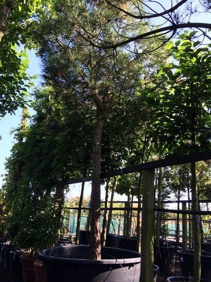  Parasolden Op Stam (Pinus Pinea)