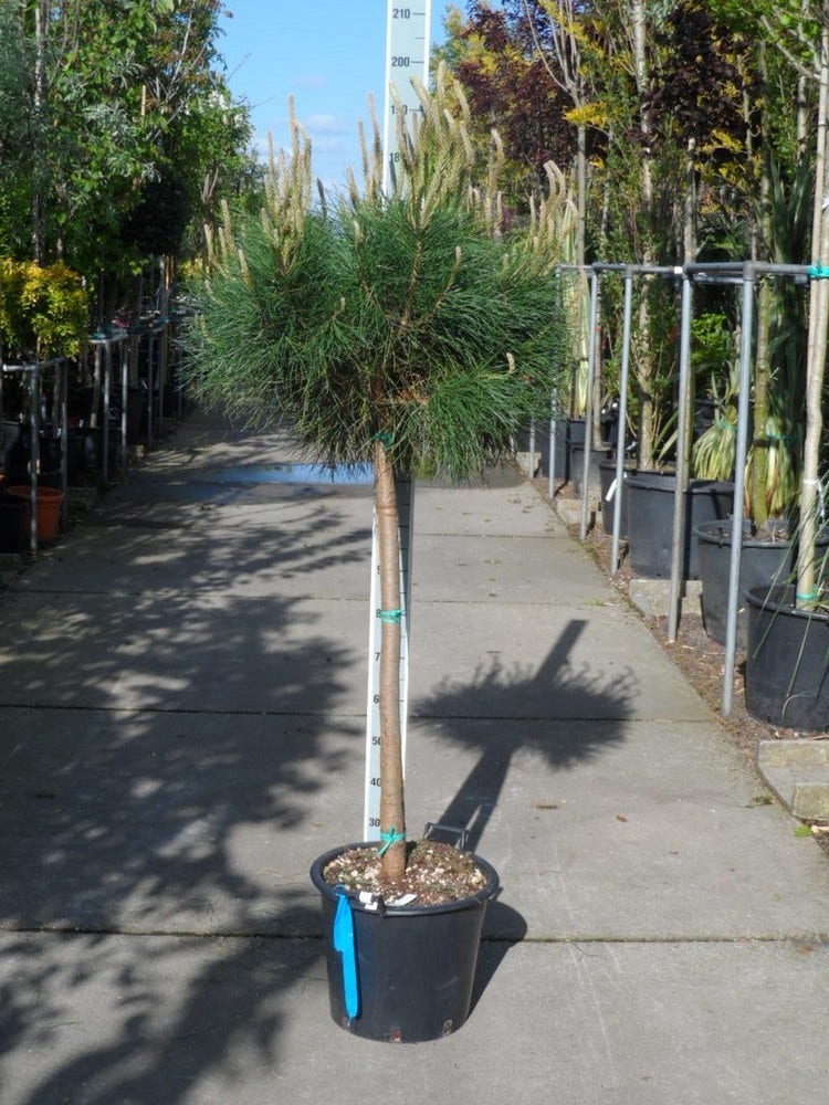  Parasolden Op Stam (Pinus Pinea)
