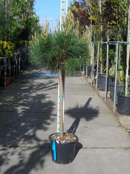  Parasolden Op Stam (Pinus Pinea)