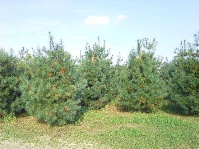  Bergden (Pinus Strobus 'Radiata')