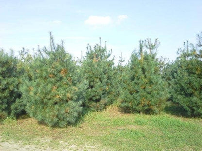  Bergden (Pinus Strobus 'Radiata')