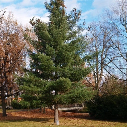  Weymouthden (Pinus Strobus)