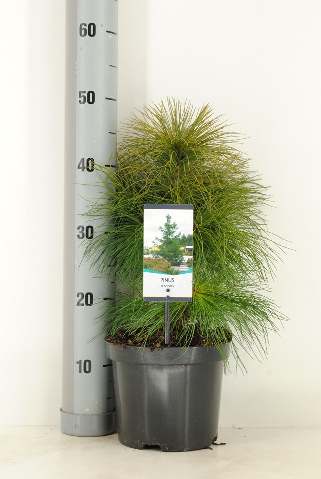  Weymouthden (Pinus Strobus)