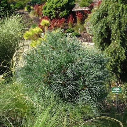  Bergden (Pinus Strobus 'Radiata')