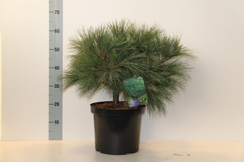  Bergden (Pinus Strobus 'Radiata')