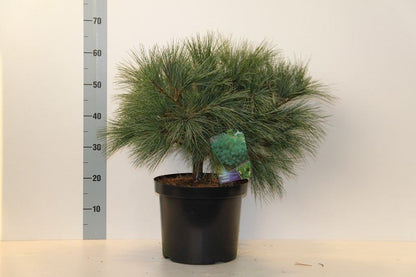  Bergden (Pinus Strobus 'Radiata')