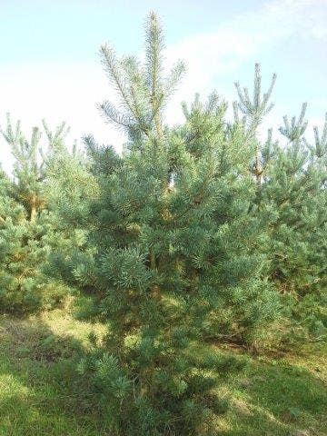 Grove Den, Bosplantsoen (Pinus Sylvestris)