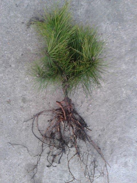  Grove Den, Solitair (Pinus Sylvestris)