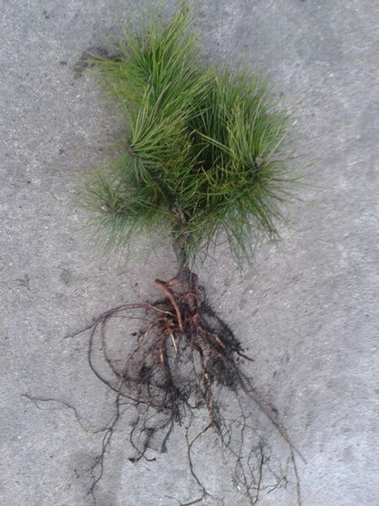  Grove Den, Solitair (Pinus Sylvestris)