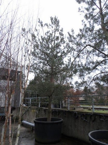  Grove Den, Bosplantsoen (Pinus Sylvestris)