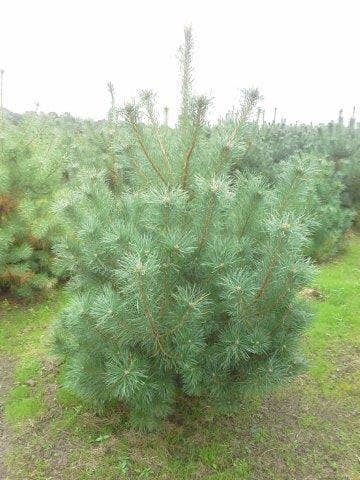  Grove Den, Solitair (Pinus Sylvestris)