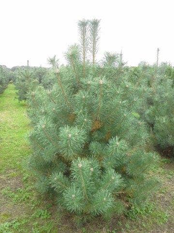 Grove Den, Solitair (Pinus Sylvestris)