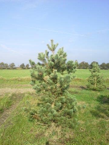  Grove Den, Solitair (Pinus Sylvestris)