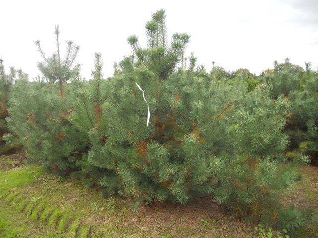  Grove Den, Solitair (Pinus Sylvestris)