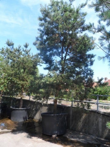  Grove Den, Solitair (Pinus Sylvestris)