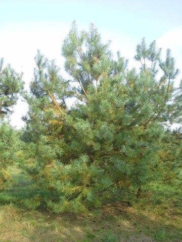  Grove Den, Solitair (Pinus Sylvestris)
