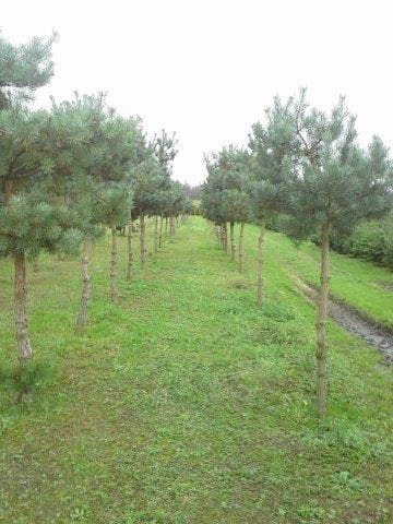  Grove Den (Pinus Sylvestris)