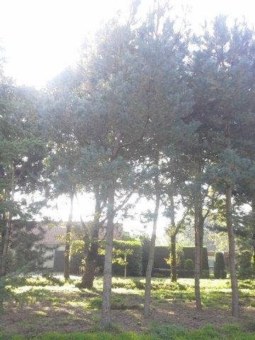  Grove Den (Pinus Sylvestris)