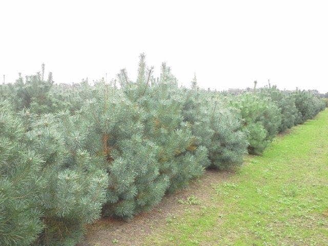  Grove Den, Solitair (Pinus Sylvestris)
