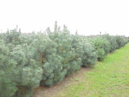  Grove Den, Solitair (Pinus Sylvestris)