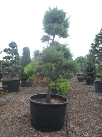  Grove Den Als Bonsai (Pinus Sylvestris)