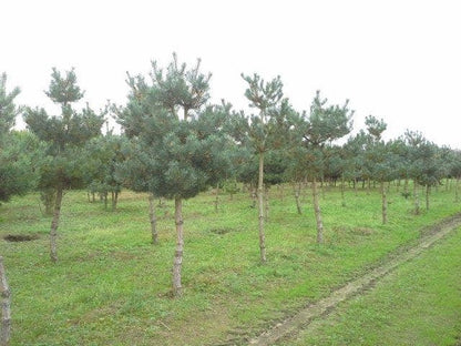  Grove Den (Pinus Sylvestris)