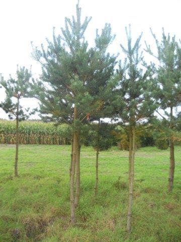  Grove Den (Pinus Sylvestris)