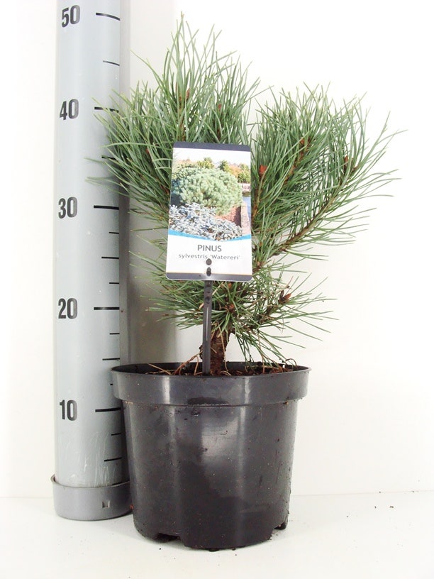  Grove Den (Pinus Sylvestris 'Watereri')