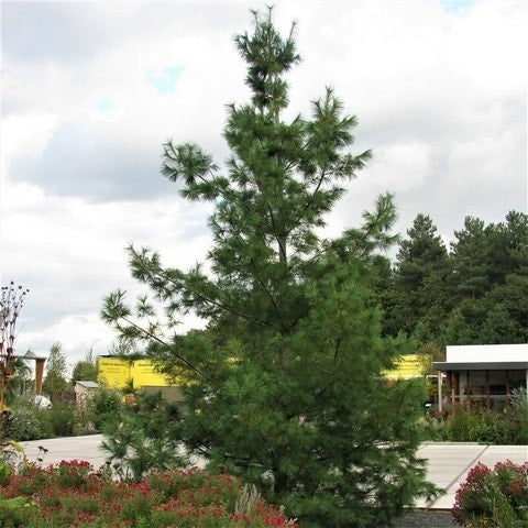  Treurden (Pinus Wallichiana)