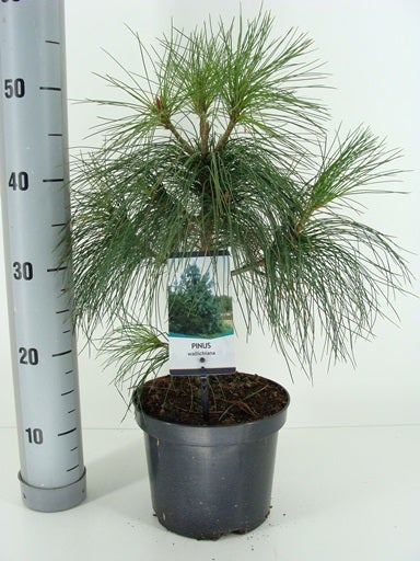  Treurden (Pinus Wallichiana)