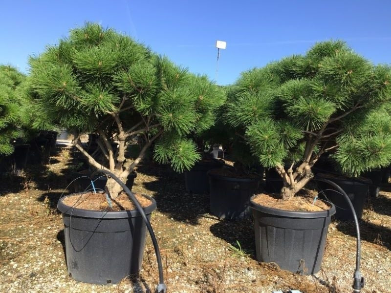  Meerstammige Japanse Pijnboom (Pinus Parviflora 'Brevifolia')
