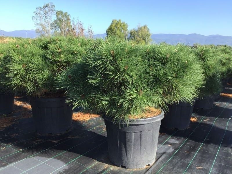  Zwarte Den (Pinus Nigra 'Marie Bregeon')