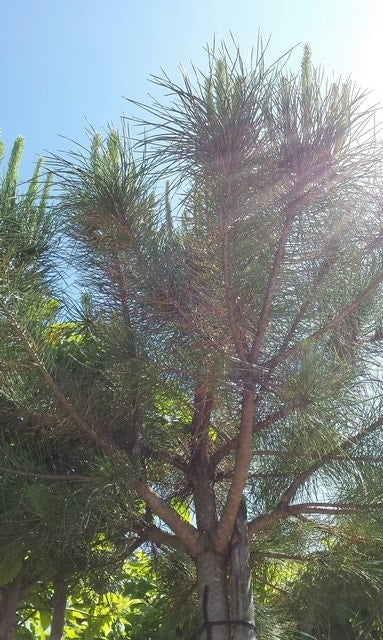  Parasolden (Pinus Pinea)