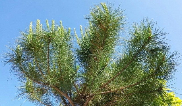  Parasolden (Pinus Pinea)