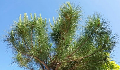  Parasolden (Pinus Pinea)