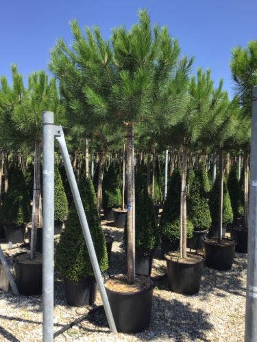  Parasolden (Pinus Pinea)