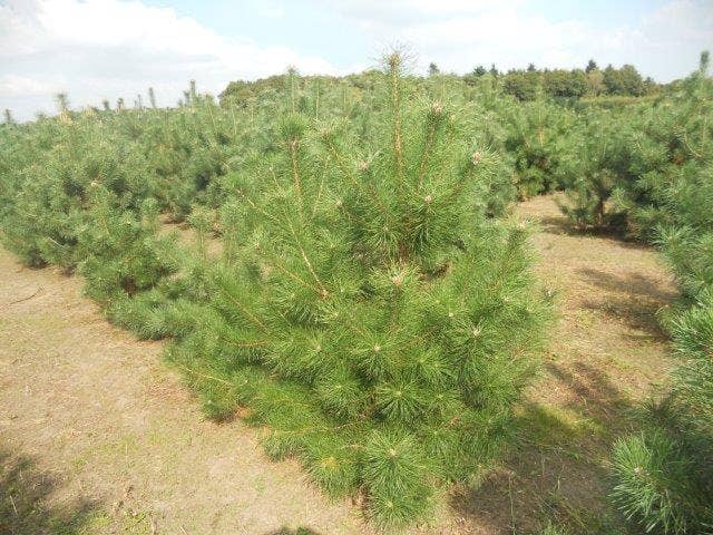  Grove Den, Solitair (Pinus Sylvestris)