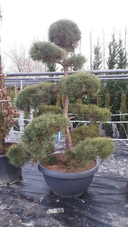  Grove Den Als Bonsai (Pinus Sylvestris)