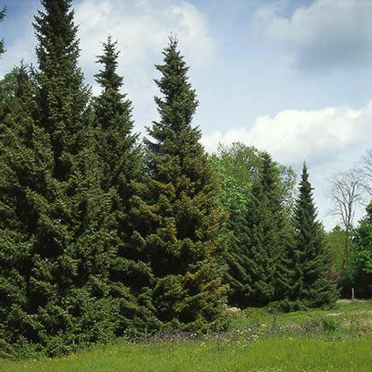  Servische Spar / Omorikaden (Picea Omorika)