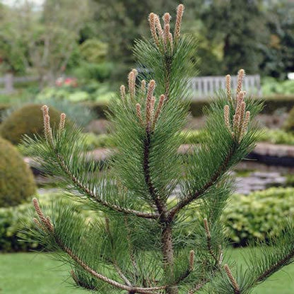  Grove Den, Solitair (Pinus Sylvestris)