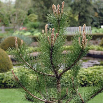  Grove Den, Solitair (Pinus Sylvestris)