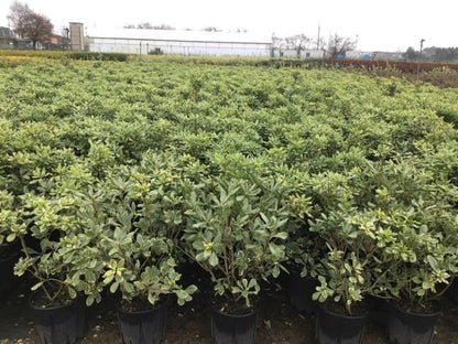  Australische Laurier (Pittosporum Tobira 'Variegatum')