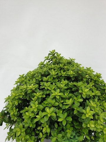  Australische Laurier (Pittosporum Tenuifolium 'Gold Ball')